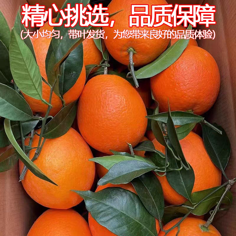重庆纽荷尔脐橙大量上市香甜多汁规格齐全直发全国