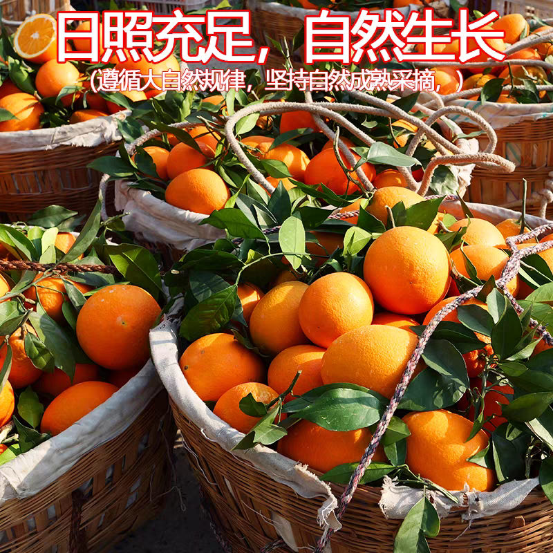 重庆纽荷尔脐橙大量上市香甜多汁规格齐全直发全国