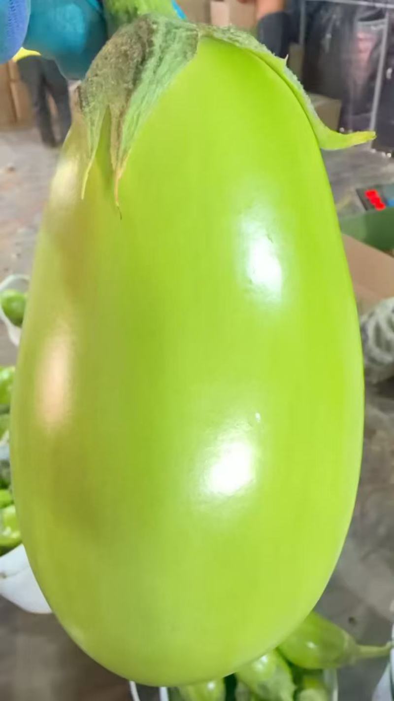 海南青茄子，质量保证，价格合理，对接全国，量大从优
