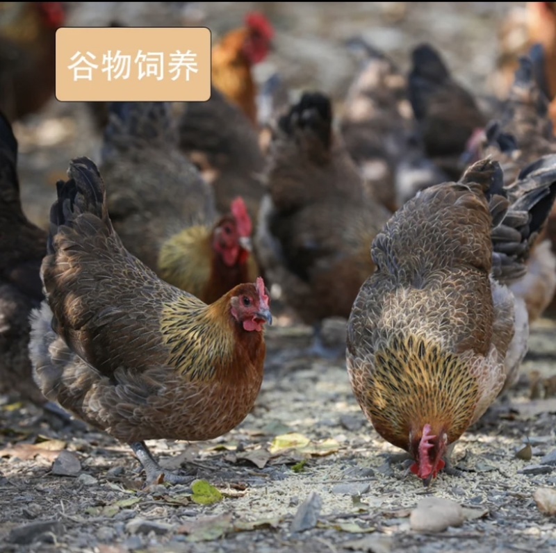 散养麻鸡长达180天以上的自然生长周期，0激素0抗声素