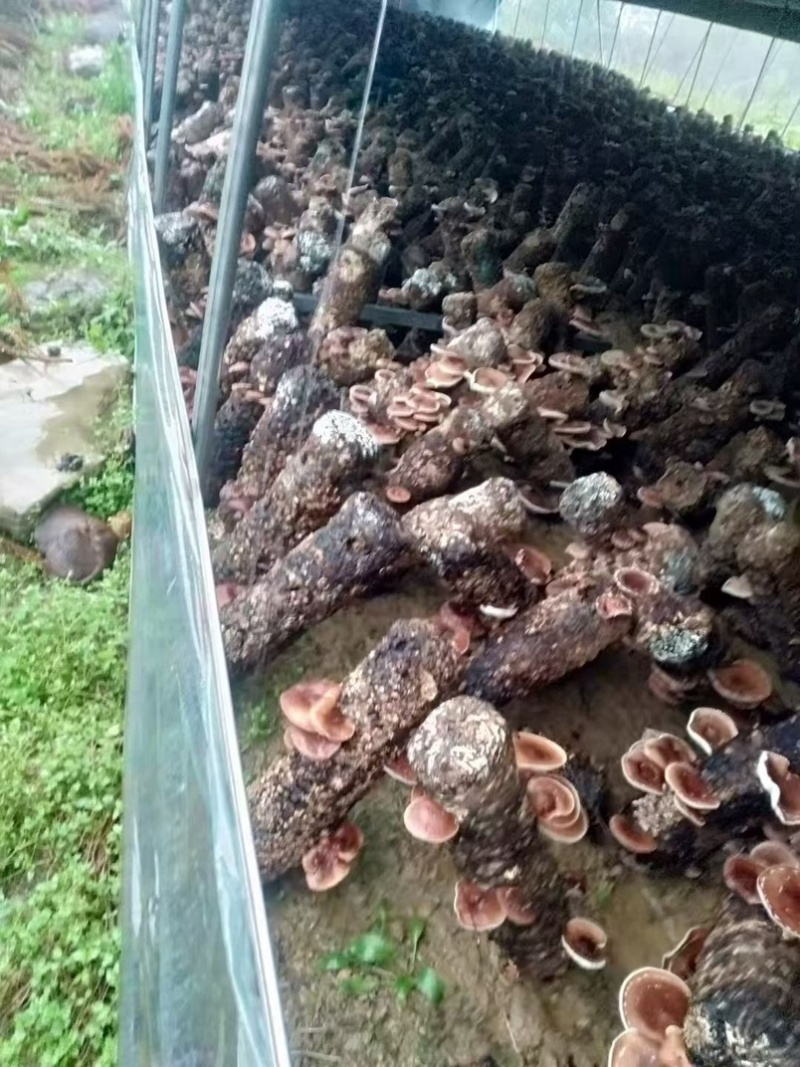 贵州遵义马桑菌，生产地址发全国发货，欢迎各位老板进店！