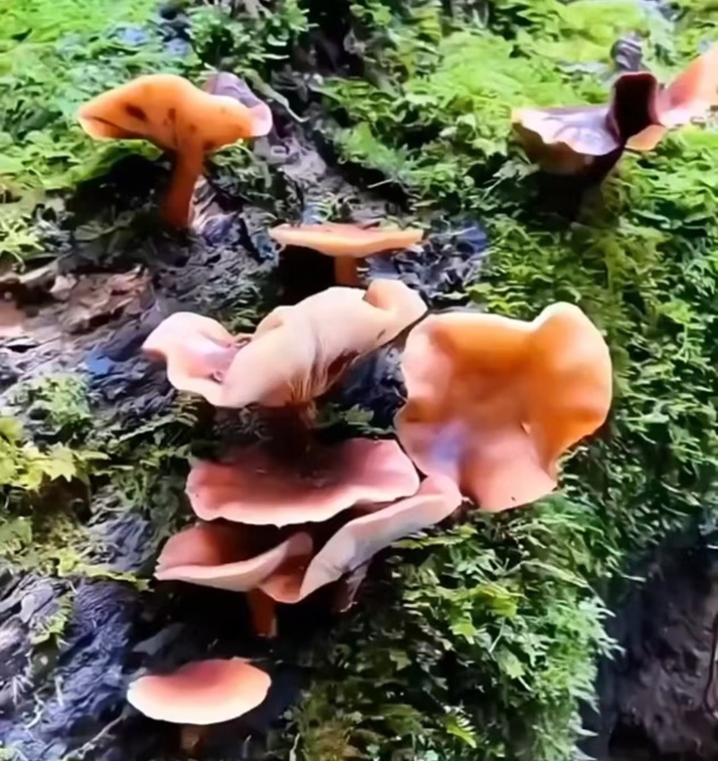 贵州遵义马桑菌，生产地址发全国发货，欢迎各位老板进店！