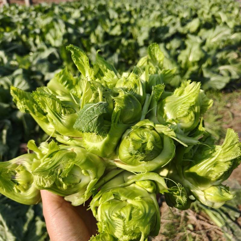 四川精品儿菜，鲜货大量出货