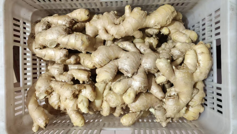 河北大黄姜种植基地品种优良现挖现发承接电商一件代发