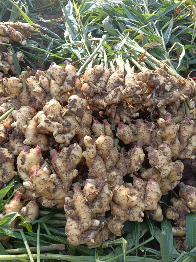 河北大黄姜种植基地品种优良现挖现发承接电商一件代发