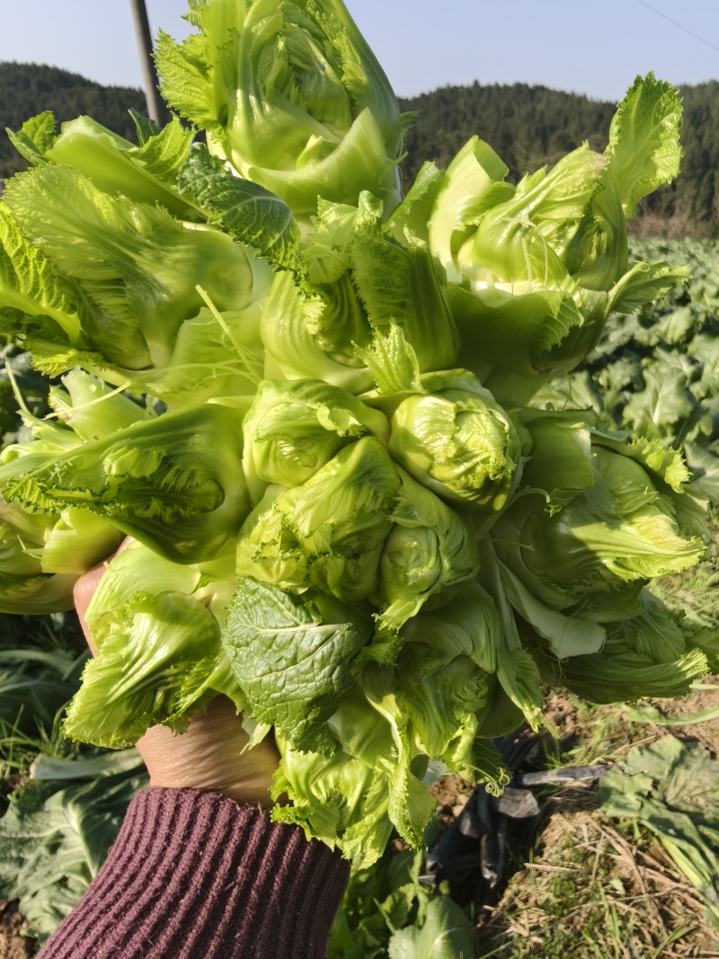 四川精品儿菜，鲜货大量出货