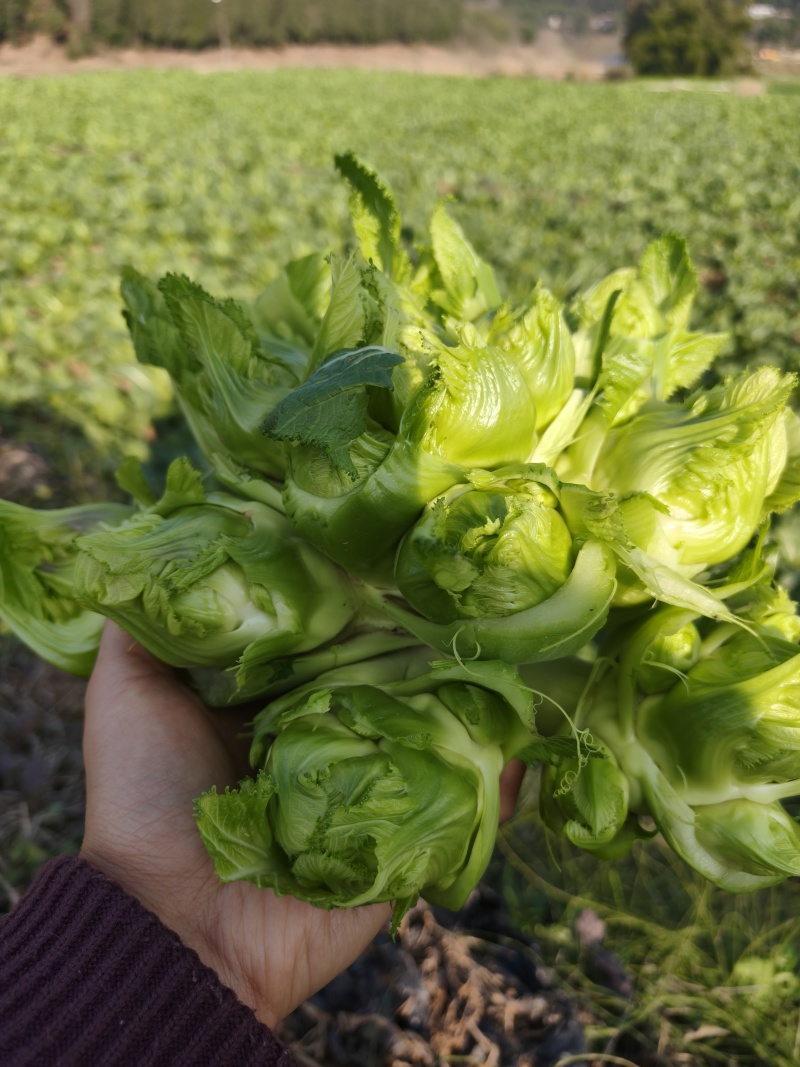 四川精品儿菜，鲜货大量出货