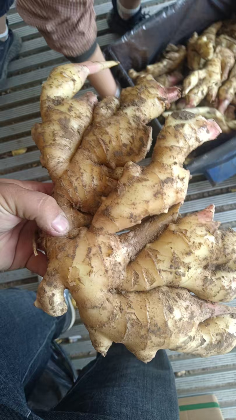 精品大黄姜种植基地直发对接商超档口量大从优欢迎电联