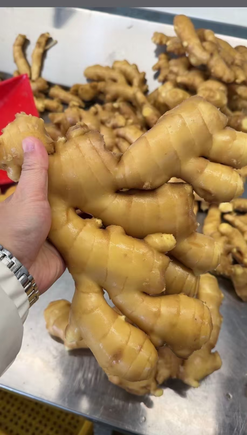精品大黄姜种植基地直发对接商超档口量大从优欢迎电联