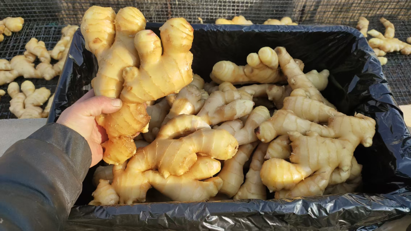 精品大黄姜种植基地直发对接商超档口量大从优欢迎电联
