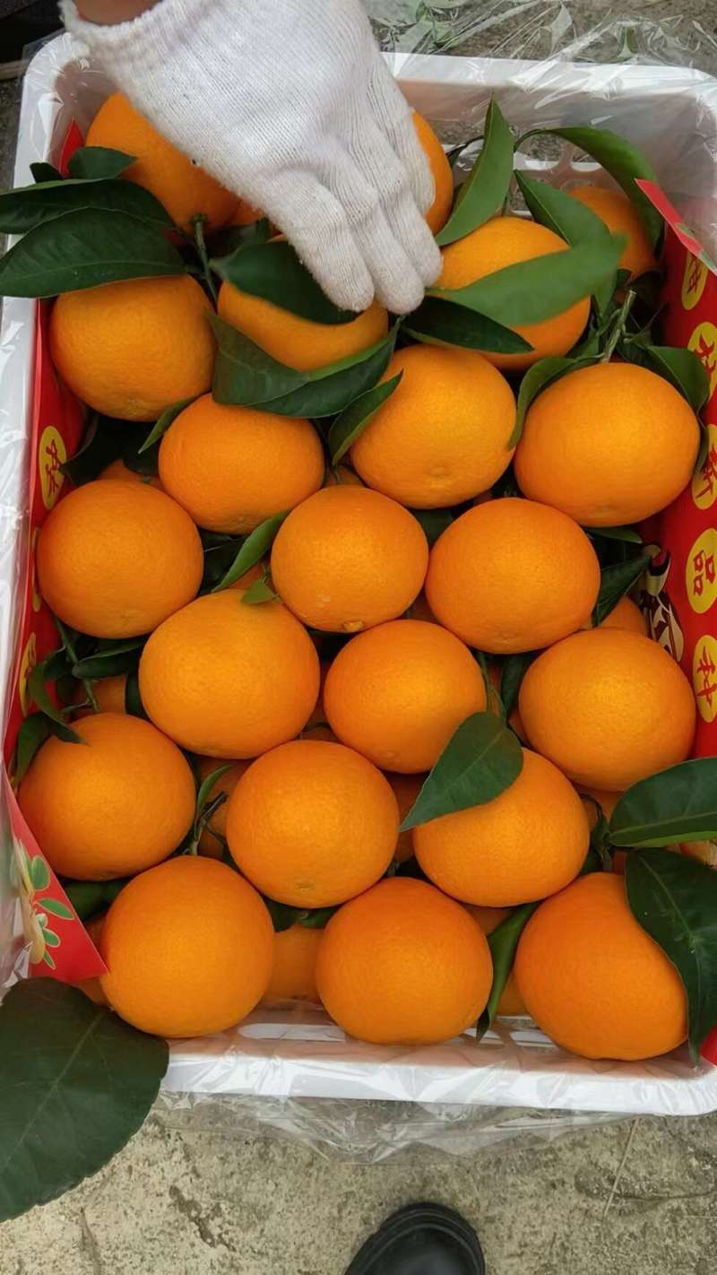 眉山冰糖橙爱媛果冻橙承接商超电商代发全国