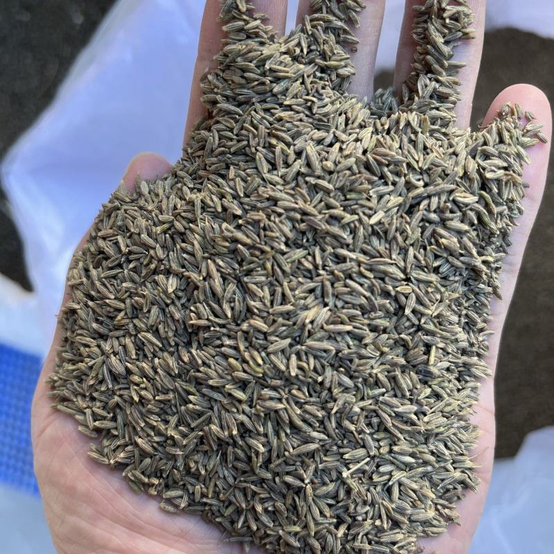 孜然干度好（下单前先联系卖家）