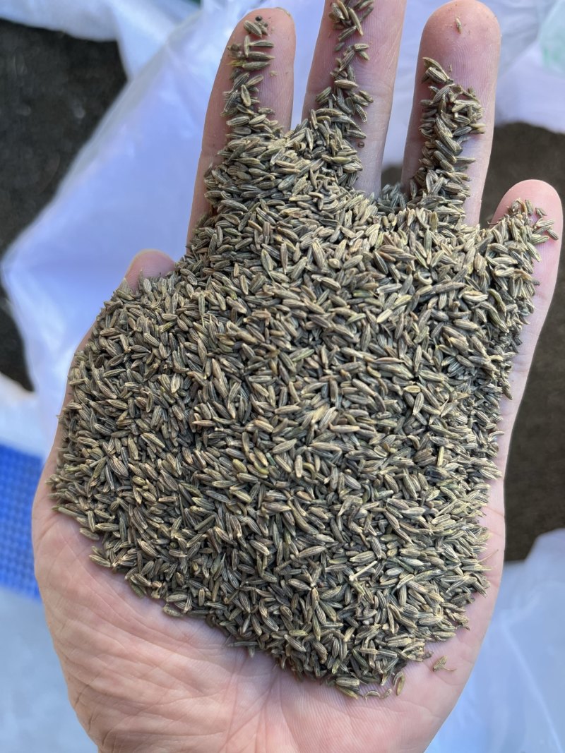 孜然干度好（下单前先联系卖家）