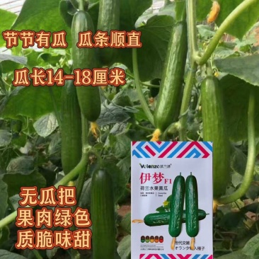 伊梦荷兰水果黄瓜种子早熟亮绿丰产黄瓜种籽绿皮绿肉黄瓜种子