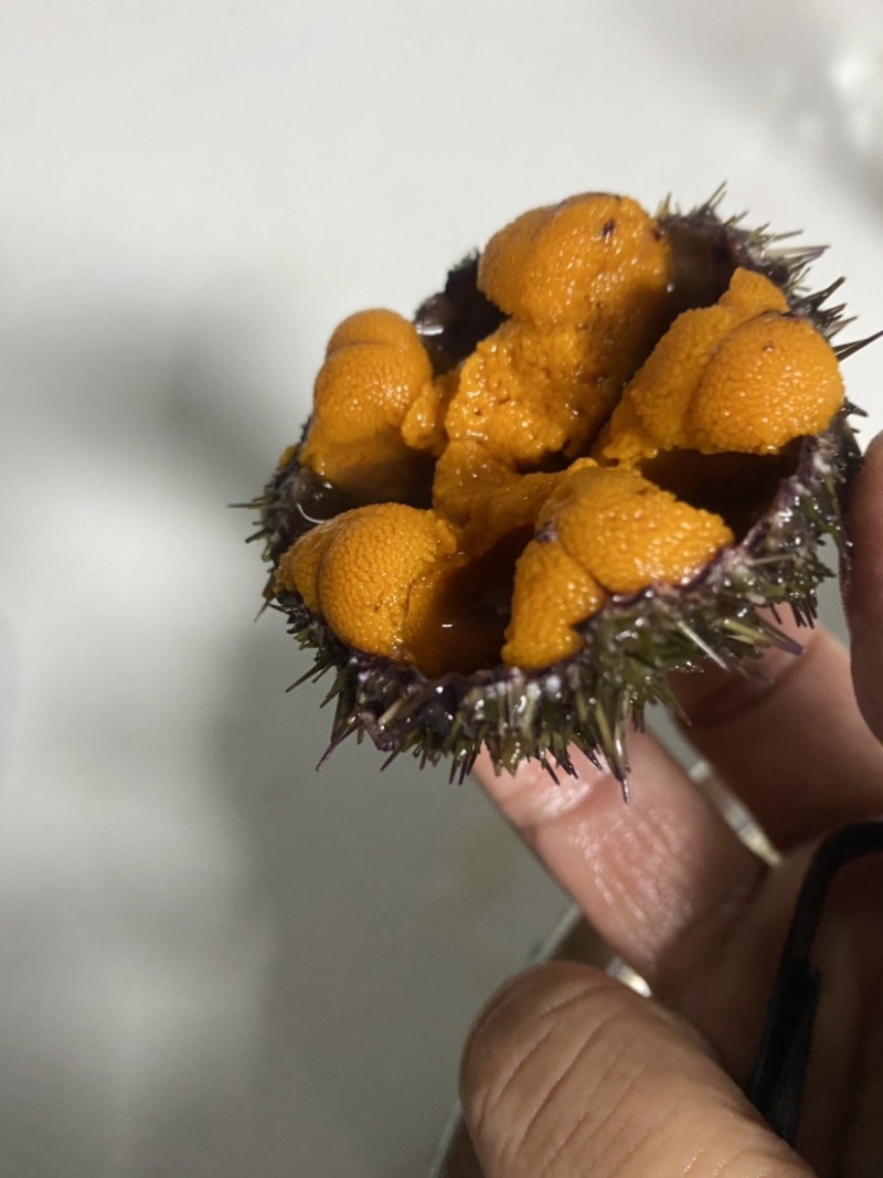 四季肥海胆