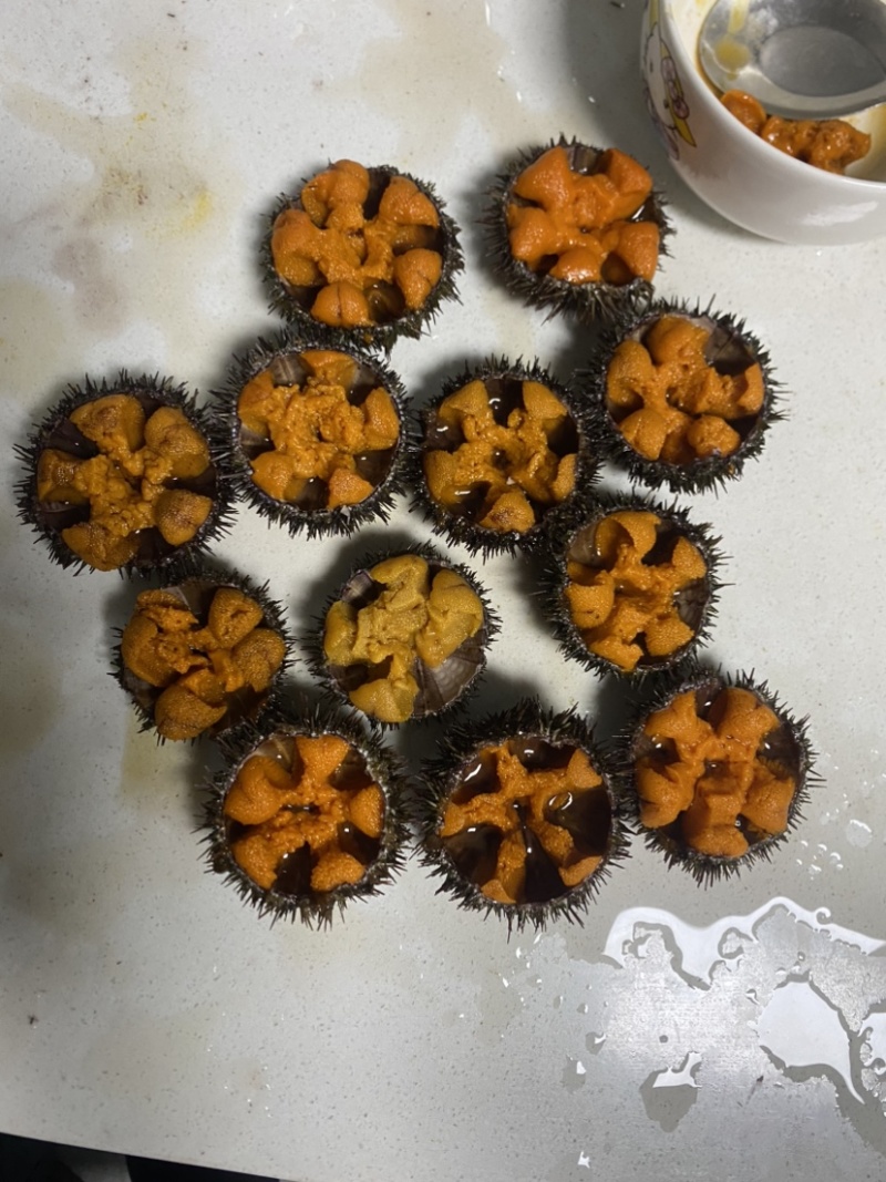 四季肥海胆