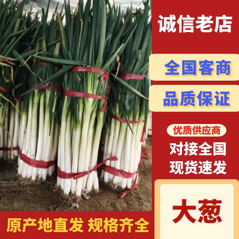 大葱/铁杆大葱/陕西兴平大葱/产区直发/大量有货