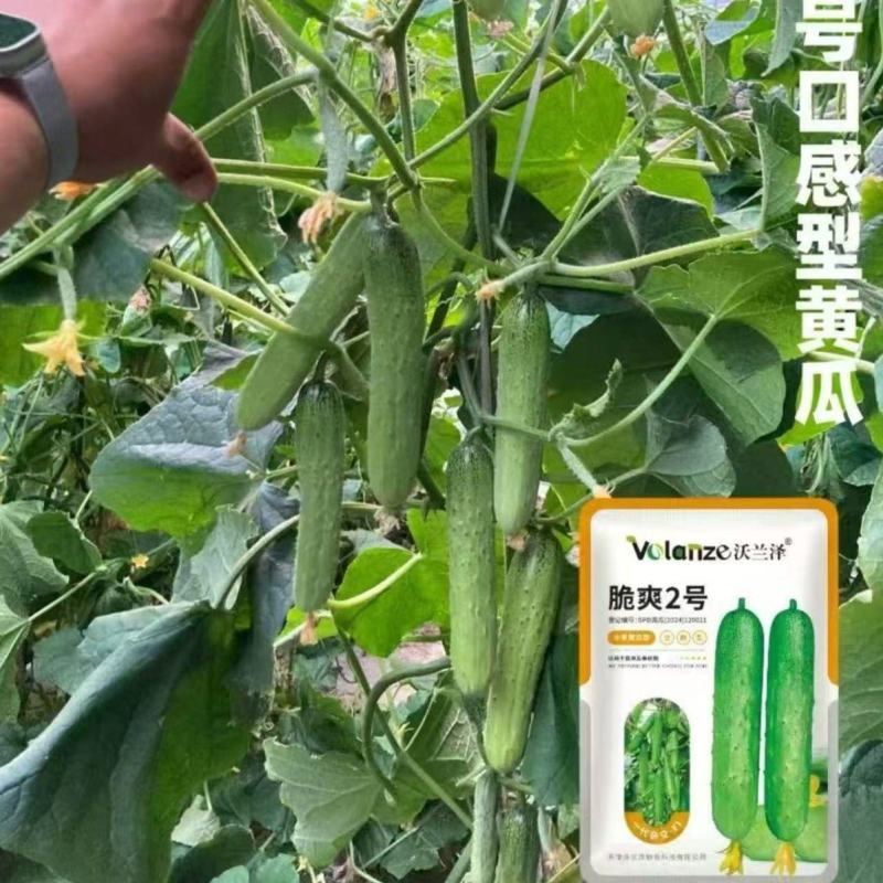 脆爽2号水果黄瓜种子一代杂交肉质细嫩抗病性好早熟品种