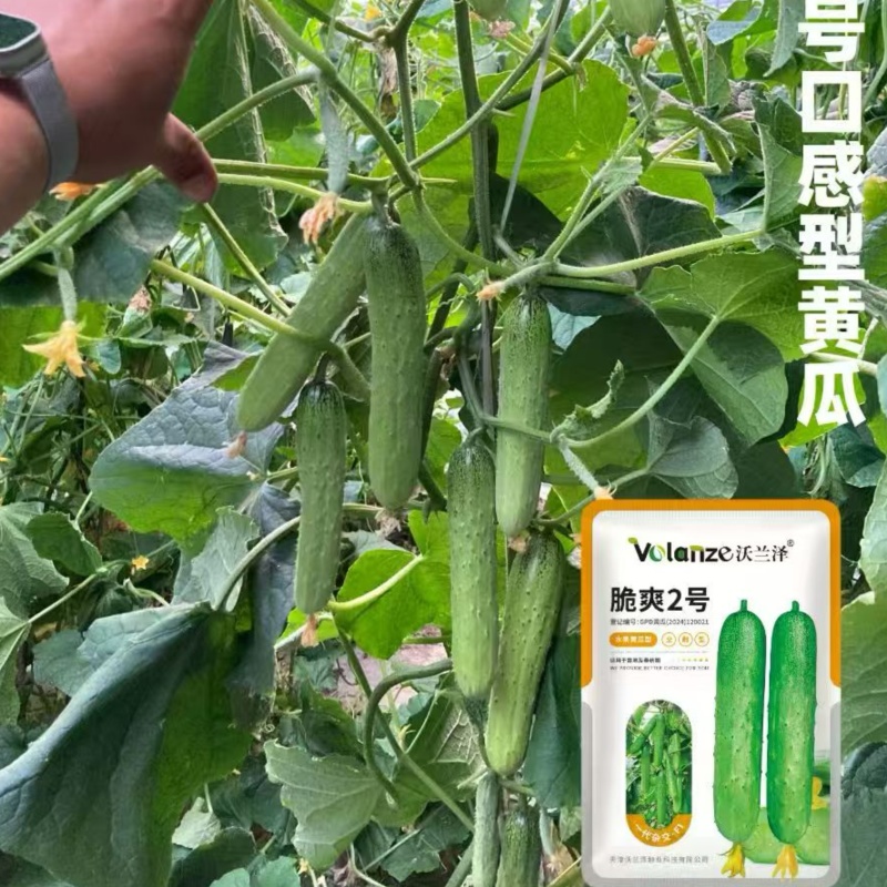 脆爽2号水果黄瓜种子一代杂交肉质细嫩抗病性好早熟品种