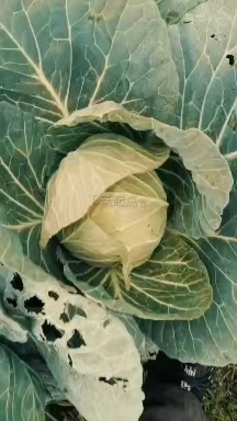 新鲜甘蓝包菜健康美味直供农场快速配送全国发货