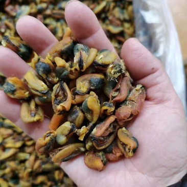 淡菜1公斤壳菜海虹红锣仔