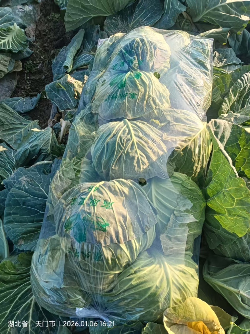 新鲜甘蓝包菜健康美味直供农场快速配送全国发货