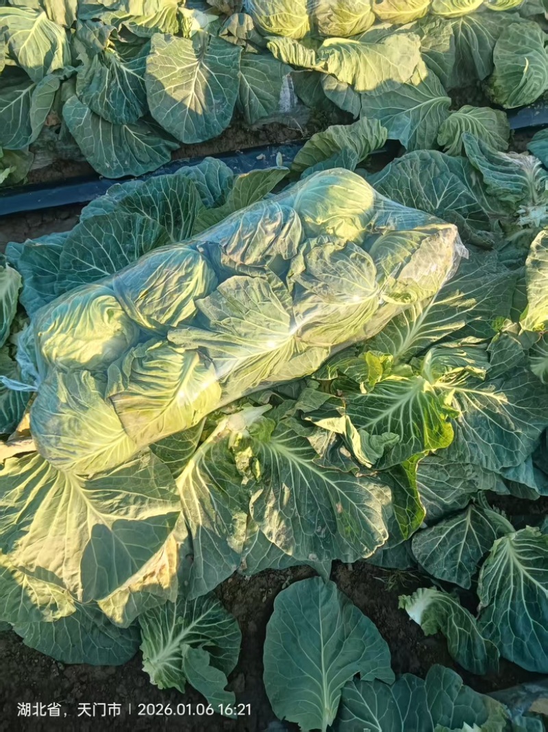 【推荐】湖北旺旺甘蓝健康美味农场直发对接全国量大从优