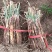 甘肃靖远红葱大葱产地一手货源品质保证全国欢迎联系