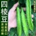 四棱豆种子皇帝豆种子四角豆角种子龙豆种子大田用种豆角种