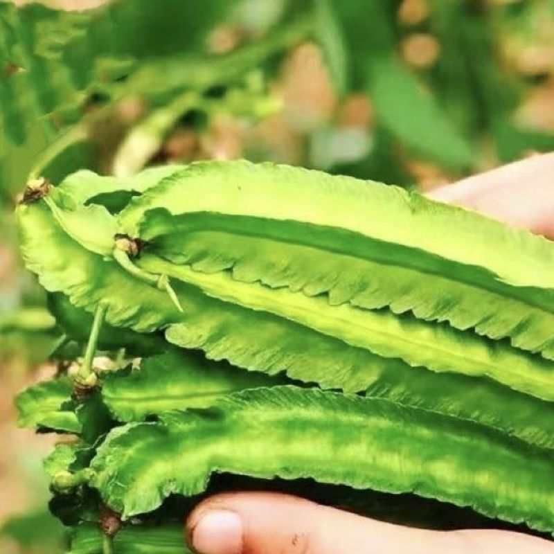 四棱豆种子皇帝豆种子四角豆角种子龙豆种子大田用种豆角种