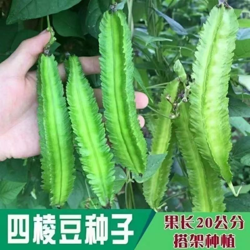 四棱豆种子皇帝豆种子四角豆角种子龙豆种子大田用种豆角种