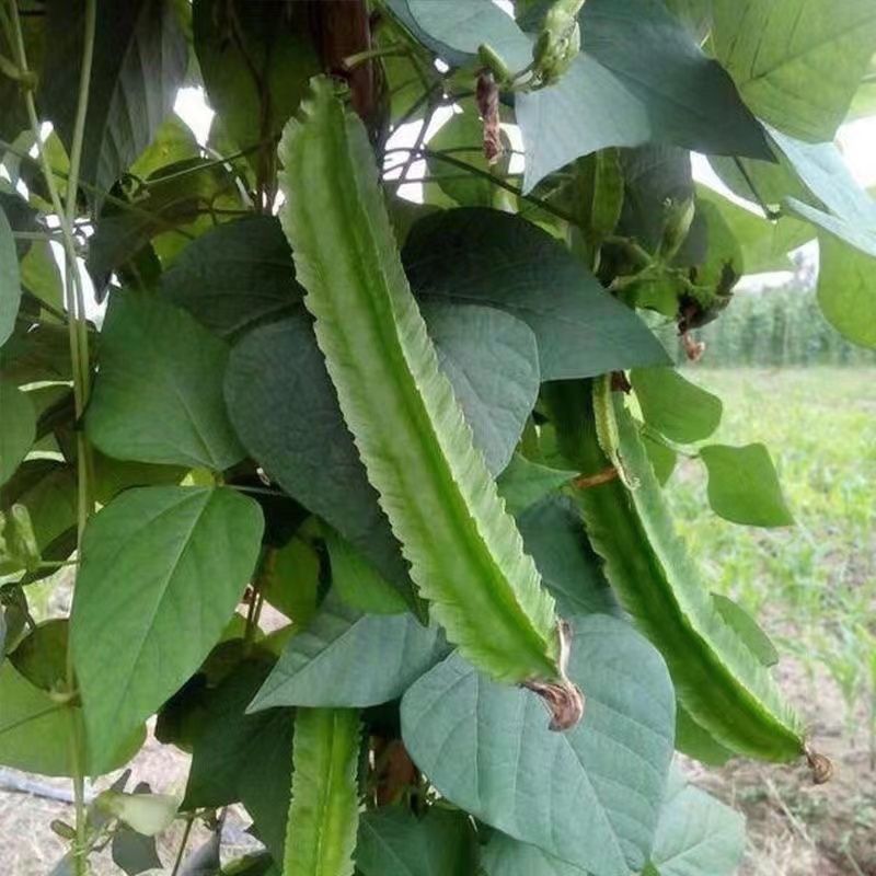 四棱豆种子皇帝豆种子四角豆角种子龙豆种子大田用种豆角种