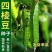 四棱豆种子皇帝豆种子四角豆角种子龙豆种子大田用种豆角种