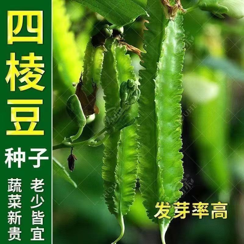 四棱豆种子皇帝豆种子四角豆角种子龙豆种子大田用种豆角种