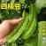 四棱豆种子皇帝豆种子四角豆角种子龙豆种子大田用种豆角种