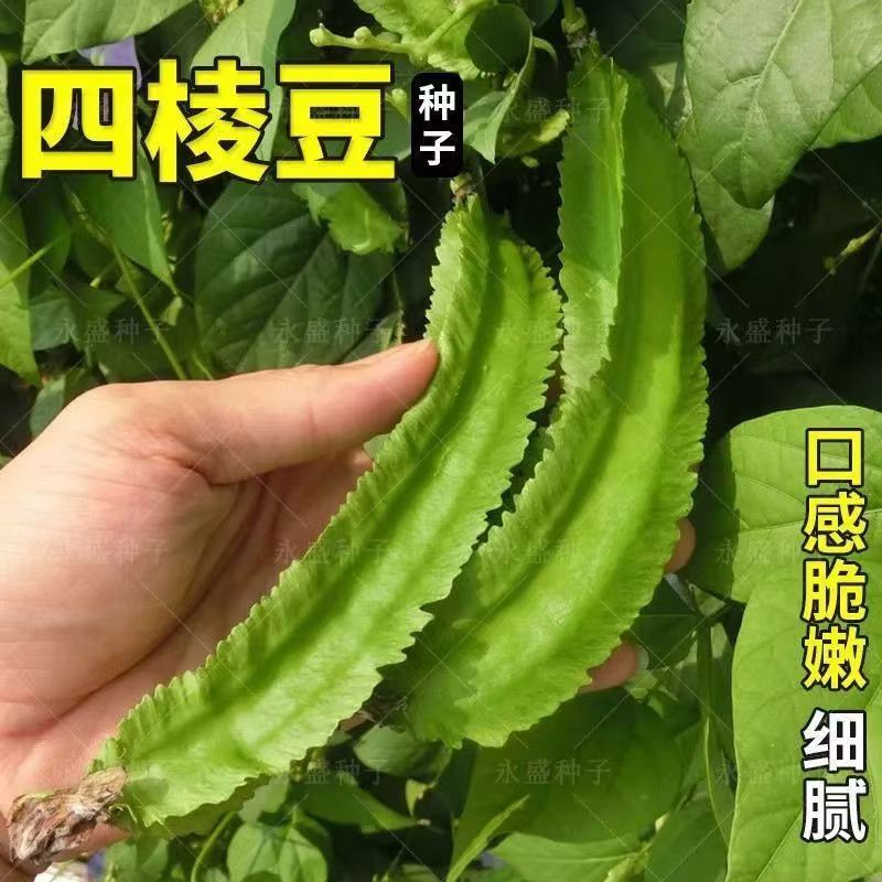 四棱豆种子皇帝豆种子四角豆角种子龙豆种子大田用种豆角种