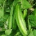 四棱豆种子皇帝豆种子四角豆角种子龙豆种子大田用种豆角种