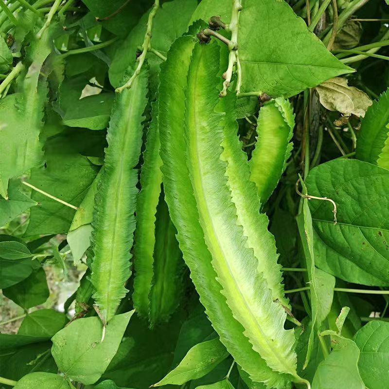四棱豆种子皇帝豆种子四角豆角种子龙豆种子大田用种豆角种