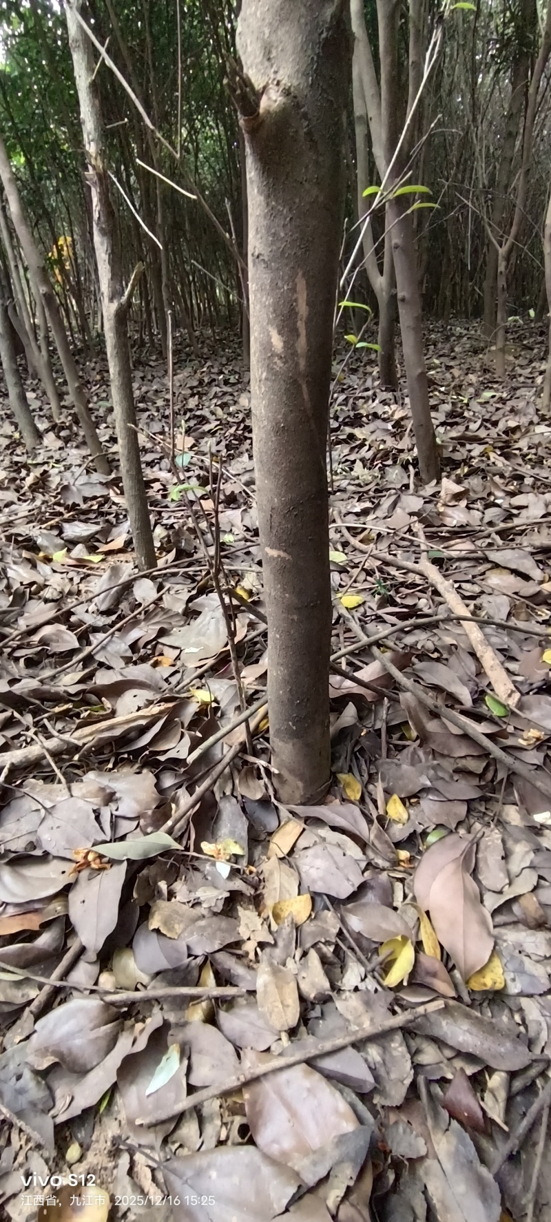 3~6cm的油茶树便宜处理