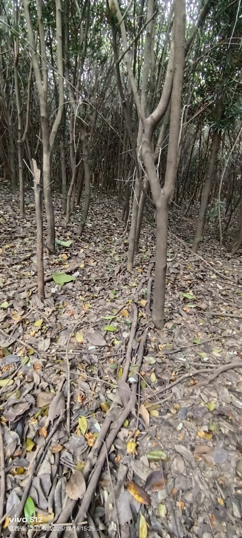 3~6cm的油茶树便宜处理