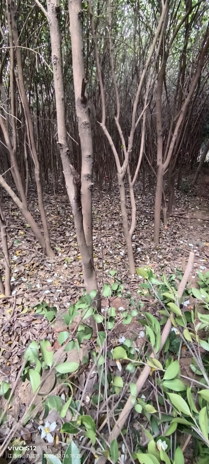 3~6cm的油茶树便宜处理