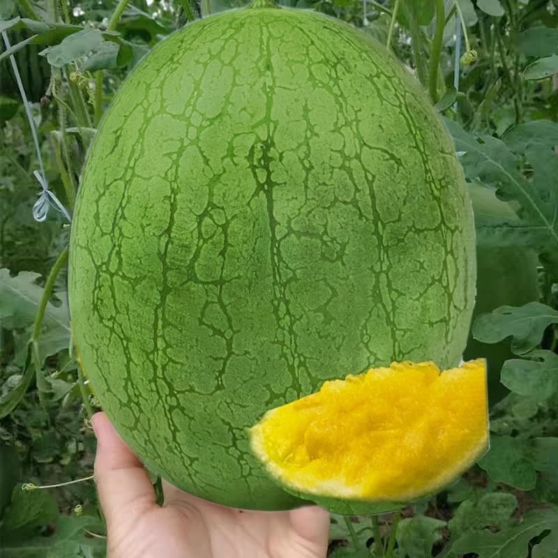 黄壤西瓜种子昌蜜一力1号礼品西瓜种子薄皮香甜黄瓤西瓜