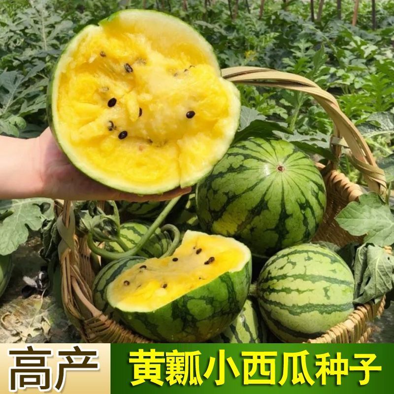 黄壤西瓜种子昌蜜一力1号礼品西瓜种子薄皮香甜黄瓤西瓜