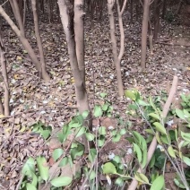 3~6cm的油茶树便宜处理