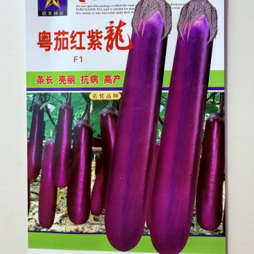 紫红茄子种子广东粤茄红紫龙茄子种子紫红长茄种子