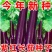 紫红茄子种子广东粤茄红紫龙茄子种子紫红长茄种子