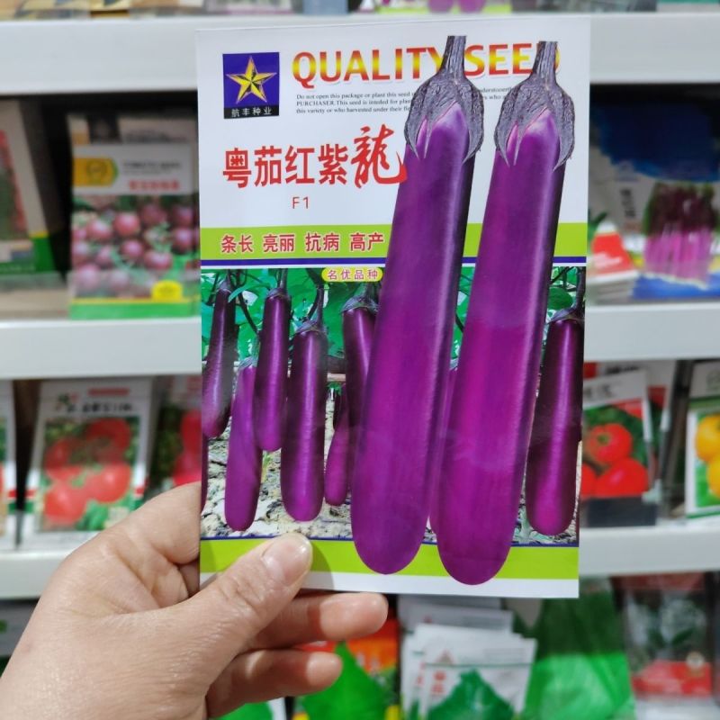 紫红茄子种子广东粤茄红紫龙茄子种子紫红长茄种子