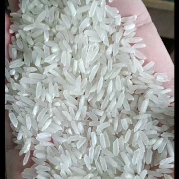 信阳大米
