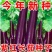 粤茄红紫龙长茄种子早熟高产抗病紫红长茄大田用种紫红茄子种