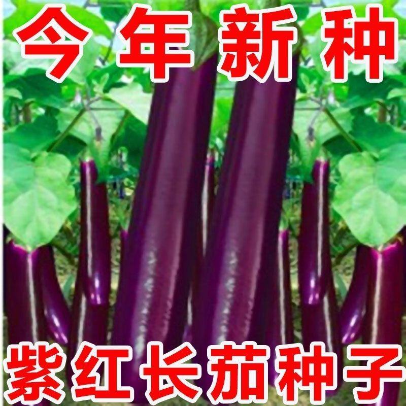 粤茄红紫龙长茄种子早熟高产抗病紫红长茄大田用种紫红茄子种
